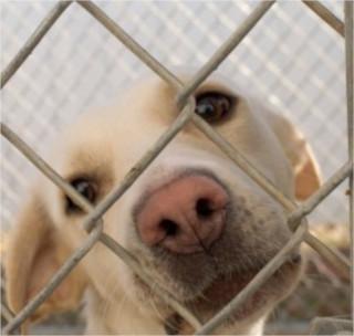 Dog through fence